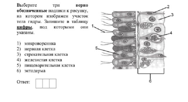 Зеркало блэкспрут тор