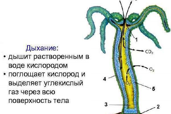 Где заказать наркотики